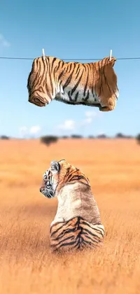 This dynamic live wallpaper showcases a vibrant scene featuring a tiger resting in a verdant field with clothes hanging overhead
