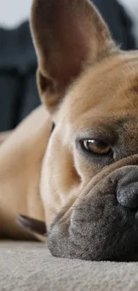 This phone live wallpaper showcases a French bulldog in a close-up, with a sad and grumpy expression