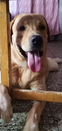 This live wallpaper showcases a charming image of a golden retriever dog laying under a table with a teasing expression on their face