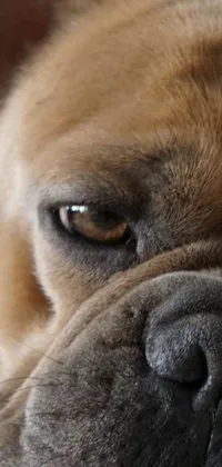 This phone live wallpaper showcases a photorealistic close-up image of a French Bulldog sleeping on a bed with a sad, grumpy expression and tears in its eyes