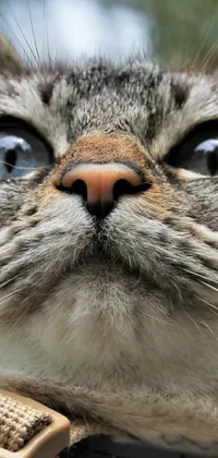 This phone live wallpaper showcases a close-up of a charming cat wearing a collar, featuring big nostrils, slit pupils, and unparalleled photorealism