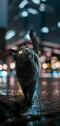 This phone live wallpaper depicts a black cat walking on a wet surface in the city at night