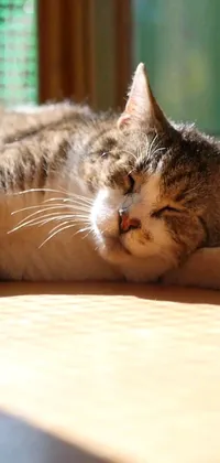 This mesmerizing live wallpaper features a sleepy cat curled up on the floor, eyes closed and paws tucked comfortably