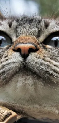 This phone live wallpaper features a charming illustration of a surprised cat wearing a collar
