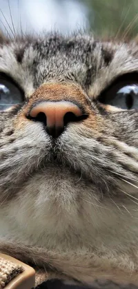 This phone live wallpaper features a photorealistic macro photograph of a cat wearing a collar