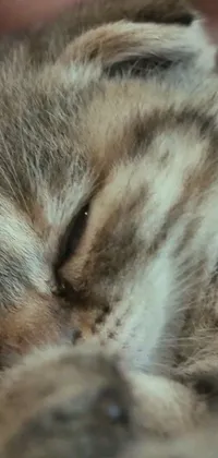 This phone live wallpaper features a photorealistic, extreme close-up shot of a fluffy, adorable kitten fast asleep on a cozy bed