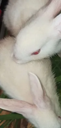 This live wallpaper features a delightful image of two white rabbits snuggled up side by side