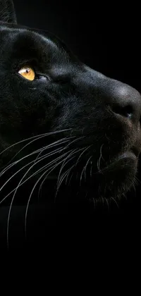 This stunning hyperrealistic phone live wallpaper features a black panther's face in close-up