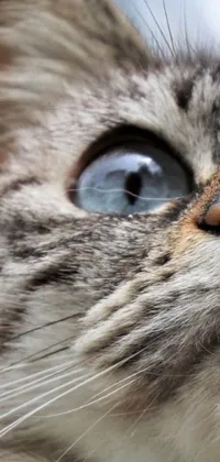 This phone live wallpaper features a photorealistic close-up of a cat with blue eyes and light grey fur