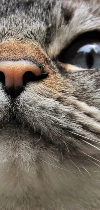 Get up close and personal with a stunning cat's face on the "Feline Focus" live wallpaper