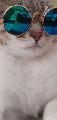 This lively phone wallpaper showcases a feline donning reflective sunglasses, set against a changing, multicolored background