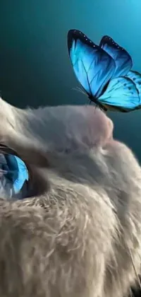 This adorable phone live wallpaper depicts a charming cat with a pretty blue butterfly perched on its head, gazing at a smaller butterfly resting on its nose