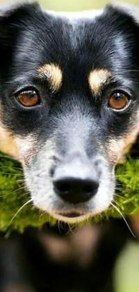 This live phone wallpaper shows an adorable canine holding a blade of grass in its mouth while gazing ahead