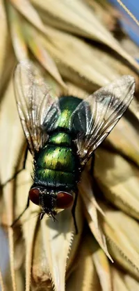 This phone live wallpaper showcases a macro photograph of a metallic green fly perched on a textured plant