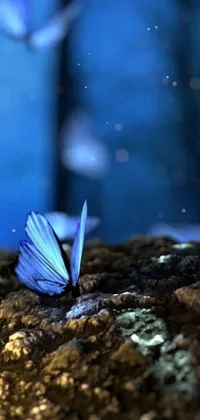 This blue butterfly live wallpaper depicts a serene scene of a delicate butterfly fluttering its blue wings over a rocky cliff in a lush woods setting, against a blue background and clear blue sky with white dotted stars