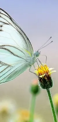 Animal Invertebrate Butterfly Live Wallpaper
