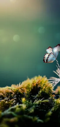 Animal Invertebrate Butterfly Live Wallpaper