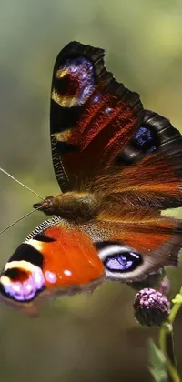 This live phone wallpaper features a detailed macro photograph of a butterfly sitting on a beautiful purple and scarlet colored flower