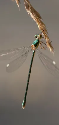 Animal Invertebrate Dragonfly Live Wallpaper