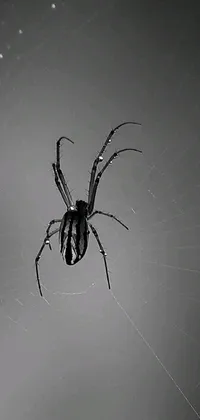 Introducing a mesmerizing phone live wallpaper featuring a spider sitting on its web against a star-filled night sky