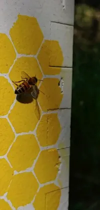 Animal Invertebrate Outdoor Object Live Wallpaper