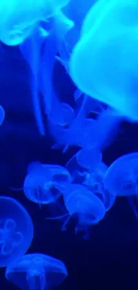 Animal Invertebrate Reef Live Wallpaper