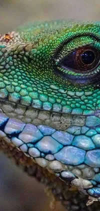 Animal Lizard Reptile Live Wallpaper