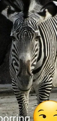 This stunning live phone wallpaper showcases an expressive zebra up close, with a sad expression on its face