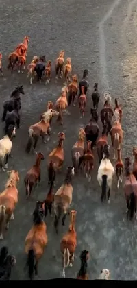 Animal Migration Working Animal Herd Live Wallpaper