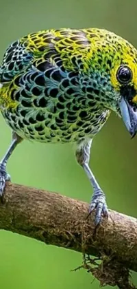 This beautiful phone live wallpaper showcases a colorful bird perched on a branch set against a serene green background