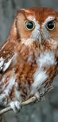 This phone live wallpaper boasts a mesmerizing owl, perched on a tree branch, against a forest background