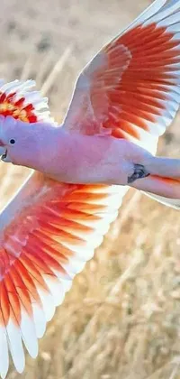 This phone live wallpaper features a charming pink and white bird flying over a dry grass field against a sky background