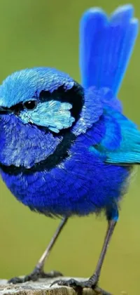This mesmerizing phone live wallpaper features a blue bird with a beautiful blue tail and a black head, perched on a tree stump with its graceful wings wide open