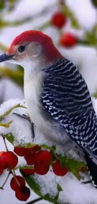 Animal Outdoor Bird Live Wallpaper