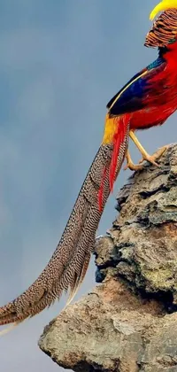 This stunning live wallpaper features a beautiful bird with a long tail standing on a rocky surface against a blue sky background
