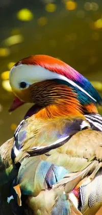 This phone live wallpaper showcases a stunning, colorful bird standing in water with its head tilted to the side