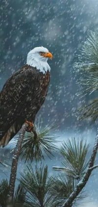 This live phone wallpaper features a bald eagle perched on a snow-covered pine tree branch with a pine cone in the foreground