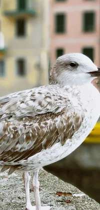 This stunning live wallpaper captures the essence of photorealism with a portrait of a seagull perching on a ledge in Italy