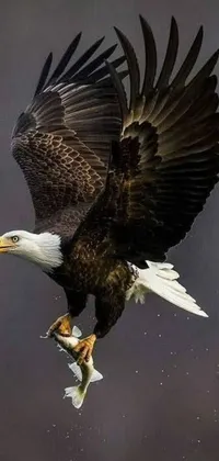 Graceful Eagle in Flight: Live Wallpaper