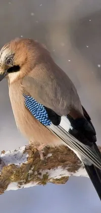 Animal Outdoor Bird Live Wallpaper