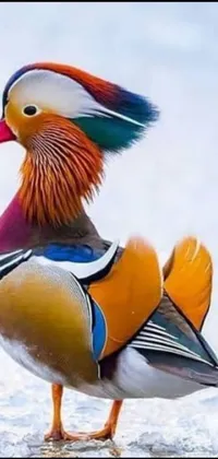 This lively phone wallpaper features a vibrant bird standing on a snowy ground