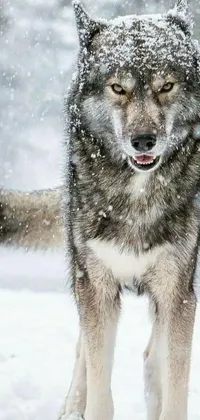 This stunning live wallpaper for your phone features a majestic wolf standing in the snow, with its eyes closed and mouth open