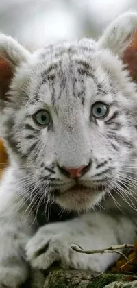 This phone live wallpaper showcases a realistic white tiger cub as it rests on a rocky terrain surrounded by lush greenery