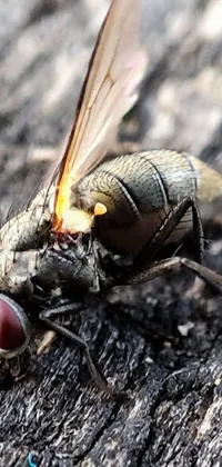 This unique live phone wallpaper features a magnificent close-up of a fly resting on a piece of wood