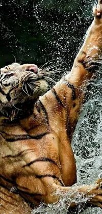 This lively live wallpaper showcases a majestic tiger joyfully playing in the water