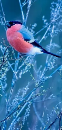This phone live wallpaper showcases a beautiful bird perched on a frosted tree branch with intricate twigs and foliage in the background