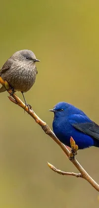 Looking for a captivating live wallpaper for your phone? Check out this cobalt-colored artwork featuring two birds perched on a tree branch