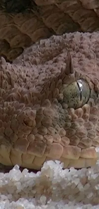 Animal Reef Snake Live Wallpaper
