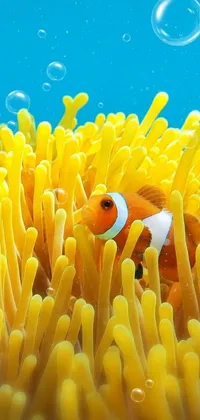 This stunning live wallpaper features a vibrant clown fish hidden within the tentacles of a sea anemone in pristine waters of the Great Barrier Reef