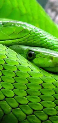 Animal Reptile Green Live Wallpaper